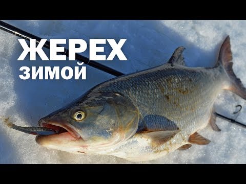 Видео: Сумасшедший Клев ЖЕРЕХА в Феврале! / Ловля Жереха на Колеблющиеся Блесны Зимой / Спиннинг