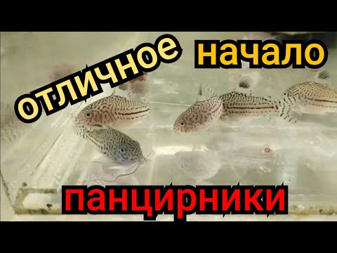 Видео: Как я развожу Коридорасов