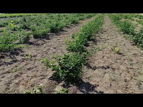 Видео: #Caddo#Кэддо# Так ли он хорош на самом деле? Делимся впечатлениями о данном сорте.