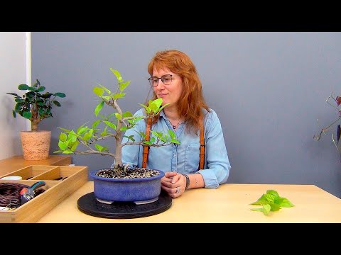 Видео: Бонсай из гибискуса (ч.12).