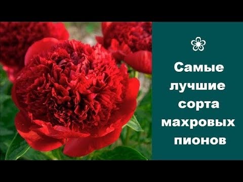 Видео: ❀ Самые лучшие сорта махровых пионов