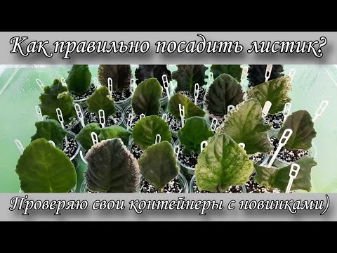 Видео: Проверяю контейнеры с новинками, листики укоренённые в грунте)  Болталочка!