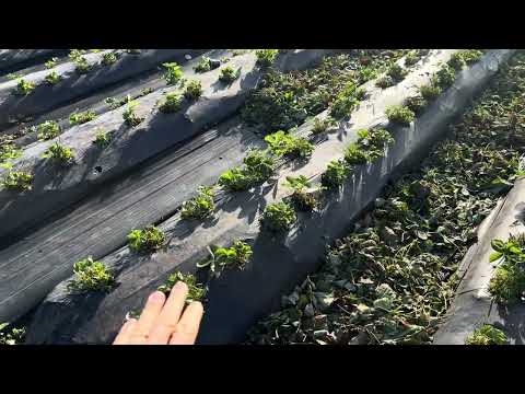 Видео: Підготовка до зими! Розсада ще є!