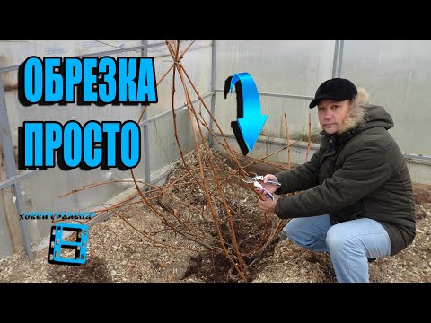 Видео: ОБРЕЗКА ВИНОГРАДА В СЕВЕРНЫХ УСЛОВИЯХ (УРАЛ, СИБИРЬ). ВЫРАЩИВАНИЕ ВИНОГРАДА В ТЕПЛИЦЕ