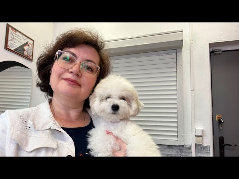Видео: Стригут ли щенков бишон фризе? Если да, то в каком возрасте и что входит в груминг.
