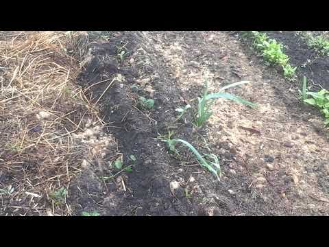 Видео: (179)Отказался от системы Овсинского в чистом виде в пользу...