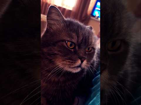 Видео: Сёмыч #catcute#funny #catvideos #котики #домашниеживотные