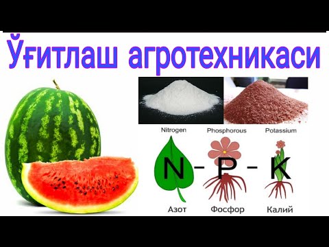 Видео: Тарвузни озиқлантириш хақида агромаслахатлар №3