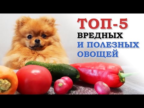 Видео: ТОП 5 самых опасных овощей. Какие овощи можно собаке? Подборка из 10 овощей