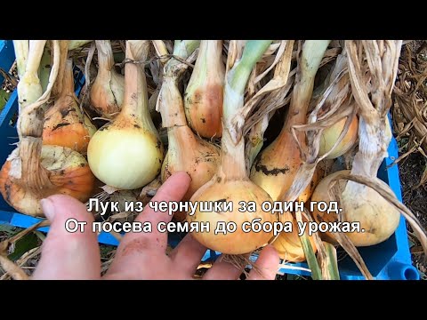 Видео: Репчатый лук из семян (чернушки) за один сезон, просто. Пошагово, от посева семян до сбора урожая.