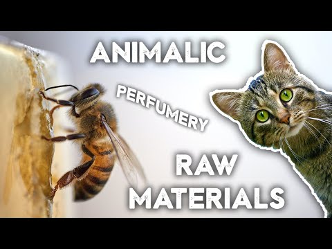 Видео: Животные ноты в парфюмерии (циветта, пчелиный воск, индол, амбринол, амбаром)