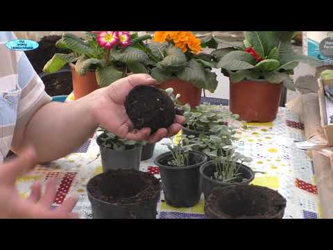 Видео: Дихондра- перевалка в горшки побольше.