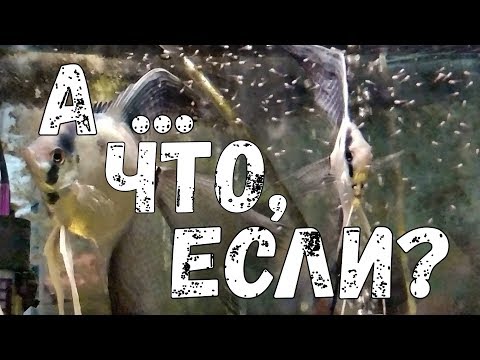 Видео: Поведение рыбы при уходе за мальком / Скалярии / Pterophyllum/ Breeding Pterophyllum