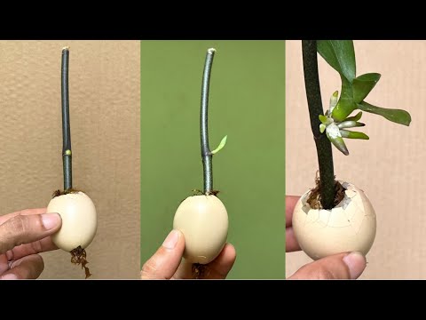 Видео: Эта странная штука заставляет ветки быстро расти, саженцы и вечно цвести