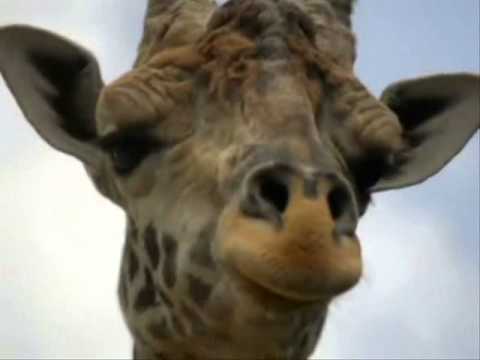 Видео: Владимир Высоцкий- Жираф Большой