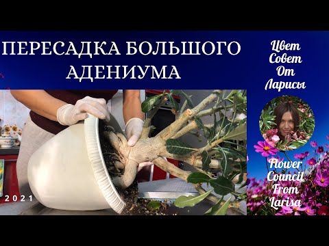 Видео: ПЕРЕСАДКА БОЛЬШОГО АДЕНИУМА 4К