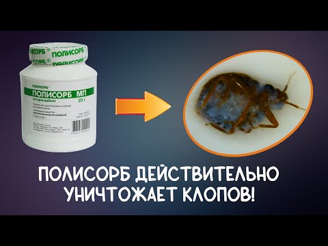 Видео: Полисорб ВЫСУШИЛ КЛОПОВ за 15 минут!