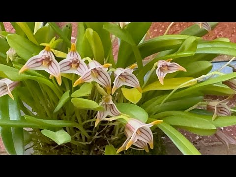 Видео: Орхидеи, вентиляция и папоротник 😊☺️