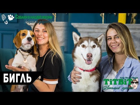 Видео: Собаки в нашей жизни: Интервью #8 (Бигль - характер, уход и воспитание)