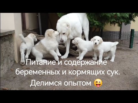 Видео: Питание и содержание беременных и кормящих сук. Делимся опытом.