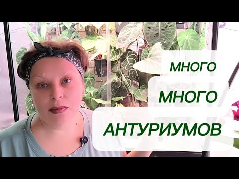 Видео: Неделя антуриумов. МНОГО-МНОГО НОВИНОК В АНТУРИУМНОЙ КОЛЛЕКЦИИ. 31-10-2025