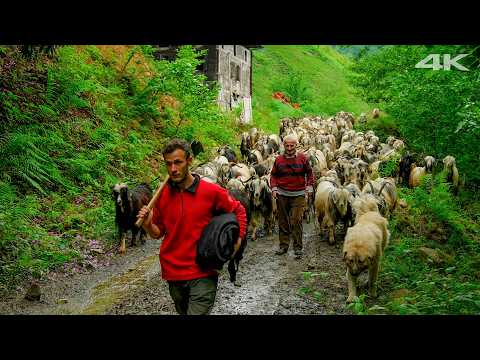 Видео: Козы Зелёной Долины – Наследие Деда | Документальный Фильм