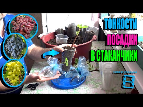 Видео: ЧЕРЕНКИ ВИНОГРАДА В ПАКЕТАХ УКОРЕНИЛИСЬ, ТОНКОСТИ ВЫСАДКИ В СТАКАНЧИКИ. СЕВЕРНЫЙ ВИНОГРАДНИК 25-12