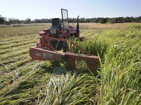 Видео: покос суданки мини трактором и польской роторной косилкой LISICKI