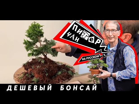 Видео: Как Недорого Сделать Бонсай