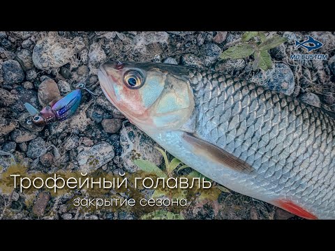 Видео: Трофейный голавль. Закрытие голавлиного сезона.