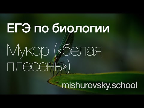 Видео: Мукор — «белая плесень» | Биология ЕГЭ