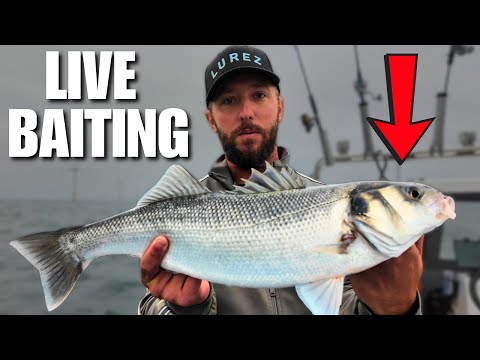 Видео: Я попробовал ловить окуня на живую приманку — результаты были просто потрясающими!