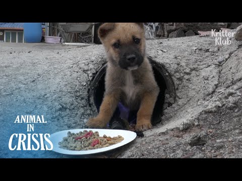 Видео: Молодые щенки не выйдут из узкой канализации (часть 1) | Животное в кризисе Ep 340