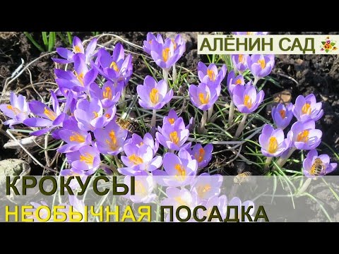 Видео: КРОКУСЫ необычная посадка. На газоне будет красиво! 🌷