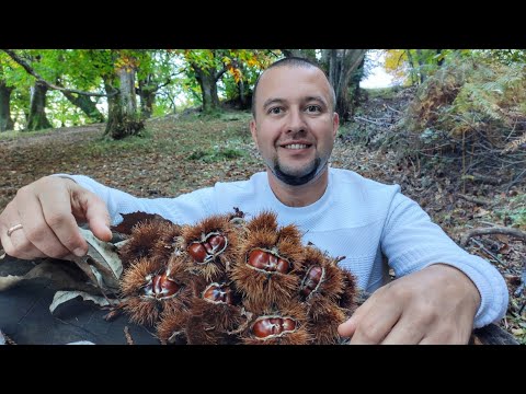 Видео: Каштаны съедобные. Как собирают и как приготовить каштаны рецепт Как жарить каштаны Черногория