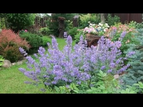 Видео: КОТОВНИКИ и ШАЛФЕИ  в моем саду