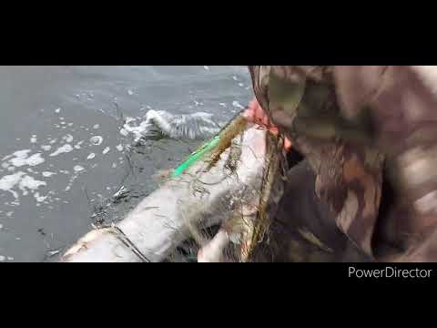 Видео: Октябрь осень на Енисее снимаем сети 30 ки на плотву.