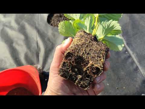 Видео: Высаживаем маточники земляники! Омск, 16.09.2024г.