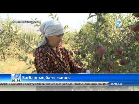 Видео: Бағбанның бағы жанды