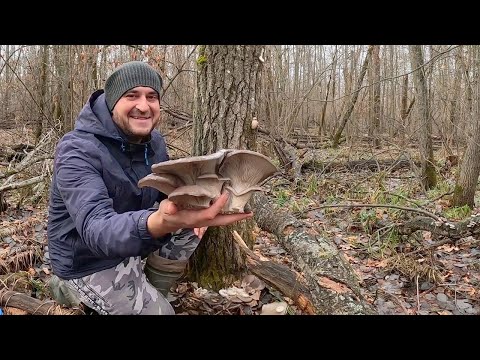 Видео: НА ДВОРЕ ЗИМА, А ГРИБОВ НЕМЕРЕНО!!! Самый удачный сбор грибов