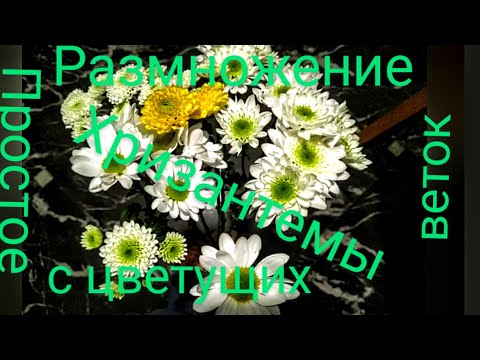 Видео: Размножение хризантемы легко 360 дней в году.