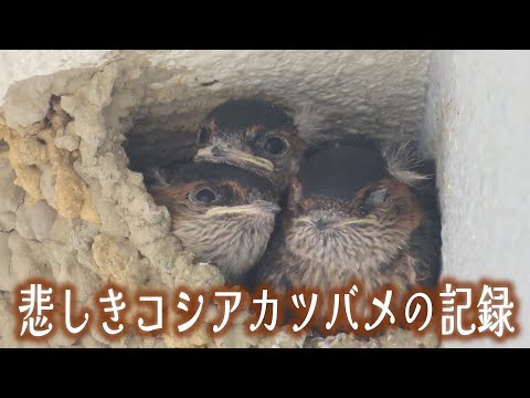 Видео: Печальная история краснозадой ласточки