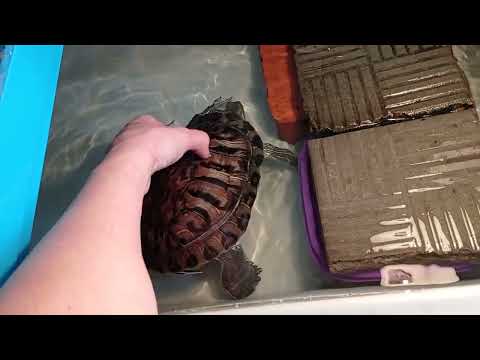 Видео: Осеннее настроение 🌺Чихуахуа Зайка. Пушок, Рика. Красноухая черепаха Маня, сухопутная черепаха и др