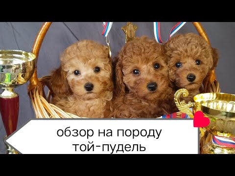 Видео: ❗ ТОЙ-ПУДЕЛЬ ОБЗОР ПОРОДЫ ❗ / плюсы и минусы той-пуделя / ✅ПОДРОБНЫЙ ОБЗОР ✅ #пудель #той-пудель