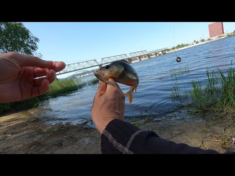 Видео: Окунь на живца/Рыбалка в Киеве на Днепре/Видеоотчет Июнь 2022