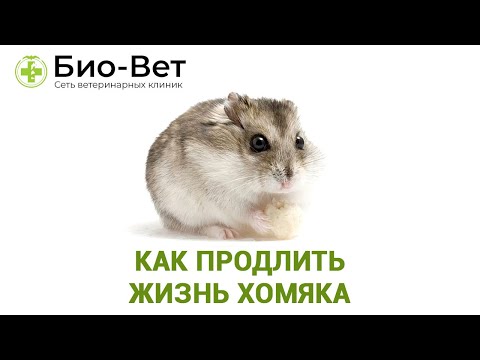 Видео: Сколько Живут Хомяки & Как Продлить Жизнь Хомяка.  Ветклиника Био Вет