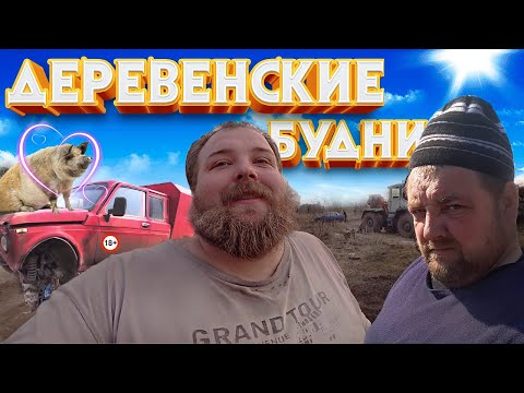 Видео: Свинья Дашка будет жить/Трактор Т-150 запуск, после зимней спячки