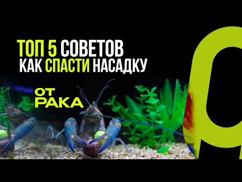 Видео: ОНИ НЕ ДАЮТ ВАМ ЛОВИТЬ КАРПА! ТОП 5 СОВЕТОВ ПО БОРЬБЕ С РАКАМИ!