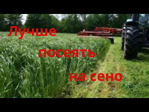 Видео: Какую траву лучше сеять на сено Костер безостый Что сеять на сено Сельская жизнь @Сільське життя
