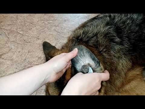 Видео: Отодектоз (ушной клещ) у собаки / отзыв на капли "Отидез"